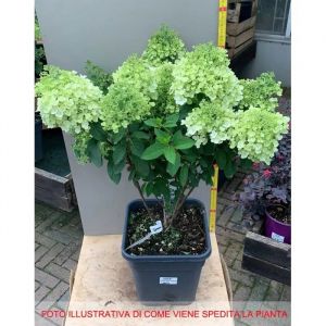 1 Pianta Ortensia Hydrangea Paniculata Bobo Da Collezione Vaso 11cm Caducifoglia - Neuf