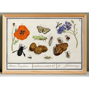 Petite affiche sur &ldquo;insectes et fleurs&rdquo;, d&rsquo;apr&egrave;s une gravure ancienne de 1610. - Neuf