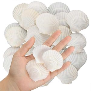 40PCS coquilles Saint-Jacques naturelles 1,4-2,4 pouces blanc petits coquillages de mer pour l'artisanat Coquille en vrac Réel - Neuf