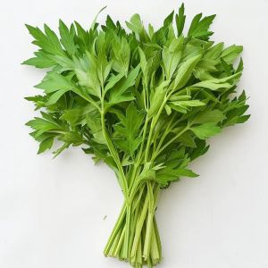 300 Graines De Livèche (Levisticum Officinale) Céleri Perpétuel - Semisauvage Permaculture - Neuf