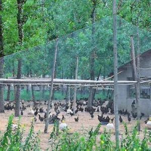 Filet Anti-Oiseaux Lourd Pour Cloture De Jardin Et Cultures, Protection Contre Les Oiseaux, Les Cerfs, Les Chats, Les Chiens Et Les Poulets - Neuf
