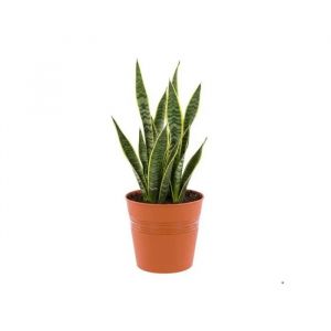 Pot &Agrave; Seau Rond &Oslash;19 Cm Terre Cuite Minimaliste H 18.5 Cm - Neuf