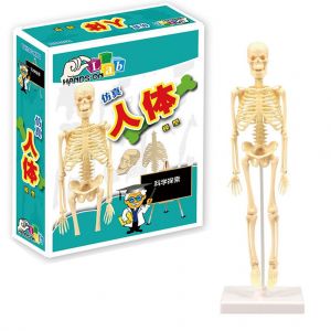 Modele educatif de squelette humain a faire soi-meme, 35 cm, anatomie humaine, fournitures medicales - Neuf
