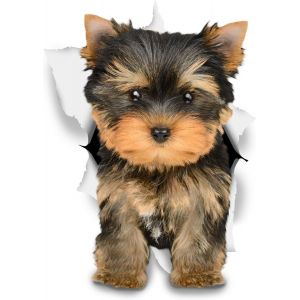 3d Chien Stickers Muraux - Drôle Décoratifs Autocollants - Yorkshire Terrier Chien Stickers Pour Mur - Réfrigérateur - Wc - Chambre - Voiture 8 X 12 Cm - Neuf