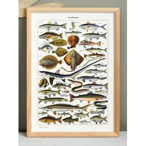 Affiche naturaliste sur les poissons, d'apr&egrave;s une lithographie de 1928 - Neuf