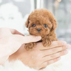 Mon chiot robot realiste, chien interactif electronique, mignon, cadeaux, jouets pour filles et enfants, PO - Neuf