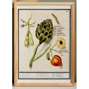 Petite affiche sur "artichaut et physalis", d'apr&egrave;s une gravure ancienne de 1610. - Neuf