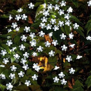 Guirxiété lumineuse solaire étanche pour jardin,fleur,extérieur,nickel é,simulation,guirlandes - Cherry white-6.5m 30leds 2 modes - Neuf