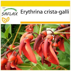Saflax - Kit De Culture - 6 Graines - Cockspur Coral Tree - Ceibo - Albero Del Corallo - ¿¢Rbol Del Coral - Karibischer Korallenstrauch - Neuf