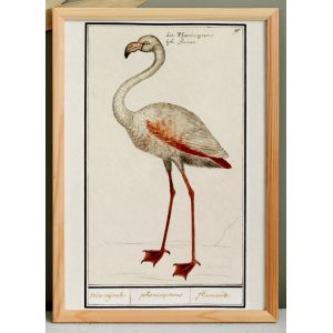 Petite affiche sur le Flamant rose, d'apr&egrave;s une gravure ancienne de 1610. - Neuf