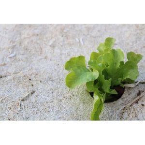 Kalanka-Voile De Paillage Naturel En Fibre De Chanvre Et Lin 5m X 0.50m Protection Des Plantes Biodégradable 100% Bio - Neuf