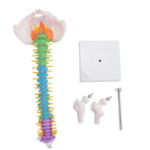 45 cm avec anatomie humaine pelvienne Anatomie de la colonne vert&eacute;brale Mod&egrave;le de colonne vert&eacute;brale Ressources p&eacute;dagogiques pour les &eacute;tudiants - Neuf