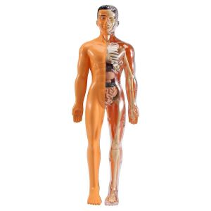 Mod&egrave;le d'anatomie du corps humain 3D Enfants En Plastique DIY Squelette Jouet Science Aides D'apprentissage Pr&eacute;coce &Eacute;ducation - Neuf