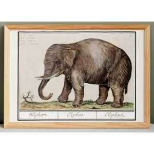 Petite affiche sur l'&eacute;l&eacute;phant , d'apr&egrave;s une gravure ancienne de 1610. - Neuf