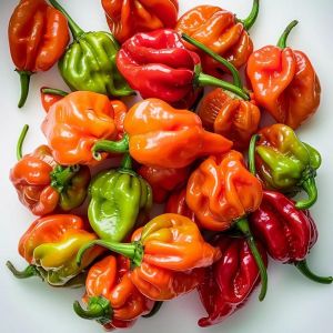 25 Graines De Piments Antillais Habanero - Semisauvage Permaculture - Neuf
