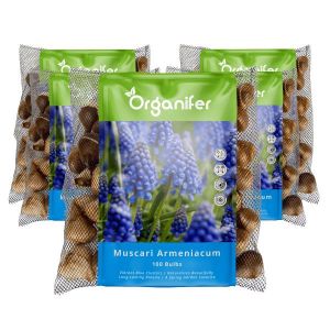 500 Bulbes De Muscari Arménien - Bulbes À Fleurs Xxl Taille 9/10 Cm - Organifer - Neuf