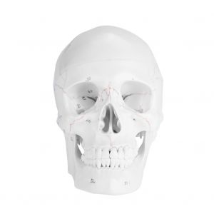 Modele de crane humain en PVC blanc, dessin medical grandeur nature, decoration de fete d'Halloween - Neuf