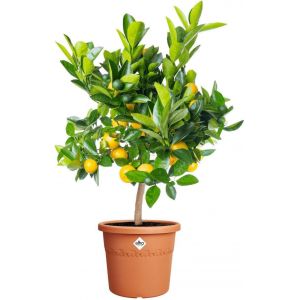 ERYI-Algarve Cilindro 35Cm - Grand Pot De Fleurs Extérieur - Jardinières - Plastique 100% Recyclé - Ø 34.5 X H 29 Cm - Marron/Terre Cuite - Neuf