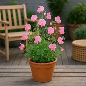 20 Graines À Semer - Le Grenier D'abondance - Pois De Senteur `Cupid Rose¿ - Lathyrus Odoratus `Cupid Rose¿ - Neuf