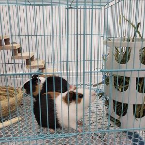 Mangeoire À Foin Pour Lapins, 2 Pièces, Réglable, Durable, Facile À Nettoyer, Minimise Les Déchets, Idéale Pour Les Lapins Et Plus Encore. - Neuf