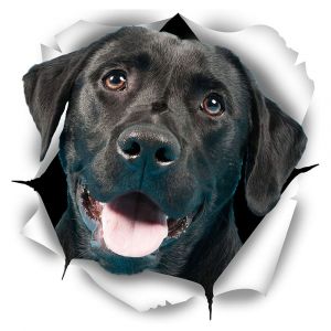 3d Chien Stickers Muraux 1 Pack Drôle Décoratifs Autocollants Mignons Noir-Labrador Chien Stickers Muraux Réfrigérateur Toilettes Chambre D'un Réfrigérateur De Voiture Cassée Mur 3 - Neuf