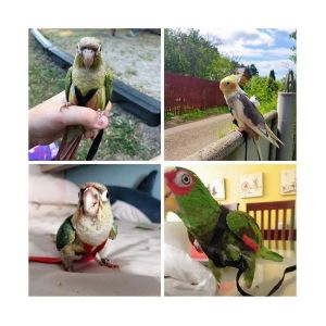 Perroquet Oiseau Harnais Laisse Sangle De Traction Volante Ext&eacute;rieure Kit De Corde De Formation Au Vol Pour Oiseau Perroquet -B - Neuf