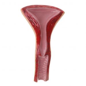 Mod&egrave;le anatomique de l'organe reproducteur f&eacute;minin Outils p&eacute;dagogiques - Neuf