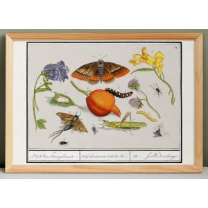 Petite affiche sur les insectes et les plantes (iris), d'apr&egrave;s une gravure ancienne de 1610. - Neuf