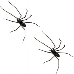 CAUC-3D Araignée Aimant pour Réfrigérateur, Magnets Araignées Réalistes, Article Farce pour Halloween, Magnets Réfrigérateur Animaux, Décoration Araignée - Neuf