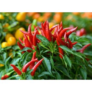 25 Graines De Piments Oiseau - Neuf