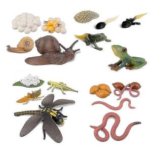 Cycle de vie de la grenouille, de l'escargot, du ver de terre, de la libellule, de l'?uf de t&ecirc;tard &agrave; la grenouille, safariologie, figurines d'amphibiens, kit de jouets, projet scolaire, JP - Neuf