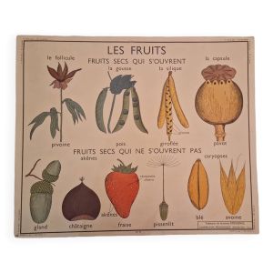 Affiche scolaire Rossignol vintage années 50 botanique fruits