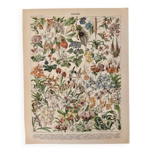 Lithographie sur les fleurs, catalpa, 1900