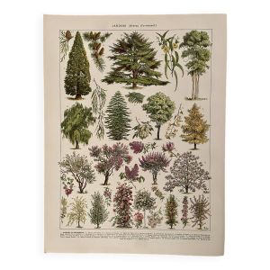 Lithographie sur les jardins (arbres d'ornements) - 1930 (cèdre du Liban)