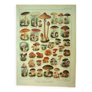 Gravure ancienne 1921 - Champignon - planche lithographie vintage
