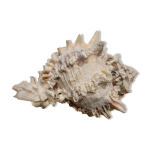 Coquillage murex