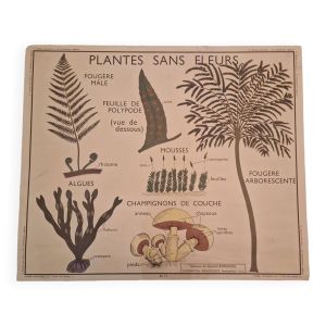 Ancienne affiche scolaire Rossignol vintage années 50 botanique plantes sans fleurs