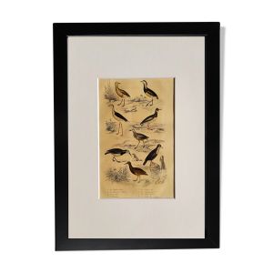 Planche ornithologique originale '' Pluvier doré & à collier - Echasse - &c... '' Buffon 1837