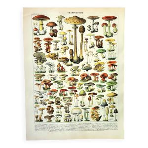 Gravure ancienne 1897 - Champignon 1 par Millot - planche vintage botanique