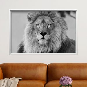 Sticker cadre photo Le roi de la jungle