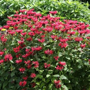 6 x monarde  - monarda 'gardenview scarlet'  - godet 9x9 cm