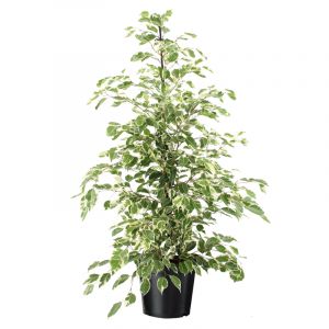 Ficus benjamina twilight xl