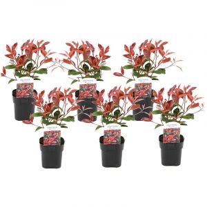 Photinia red robin - 6