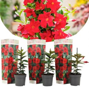 Dipladenia mandevilla rose - 6