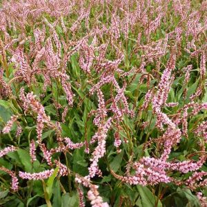 6 x persicaire, renou&eacute;e - persicaria amplexicaulis 'pink elephant' - godet 9x9