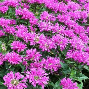 6 x monarde  - monarda 'petite delight'  - godet 9x9 cm