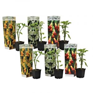 Brugmansia angels trumpet - 6