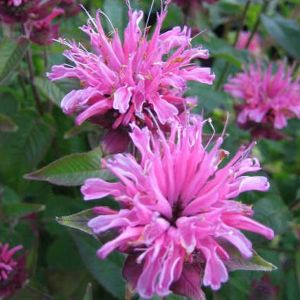 6 x monarde  - monarda 'twins'  - godet 9x9 cm