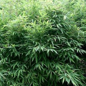 Bambou parapluie  - fargesia murieliae 'bimbo'  - 50- 60 cm pot