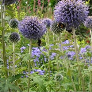 6 x boule azur&eacute;e  - echinops bannaticus 'taplow blue'  - godet 9x9 cm